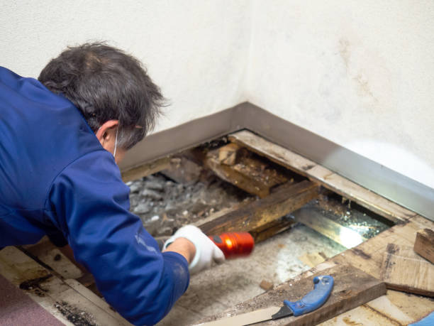 Best Attic Mold Remediation in Flora, MS